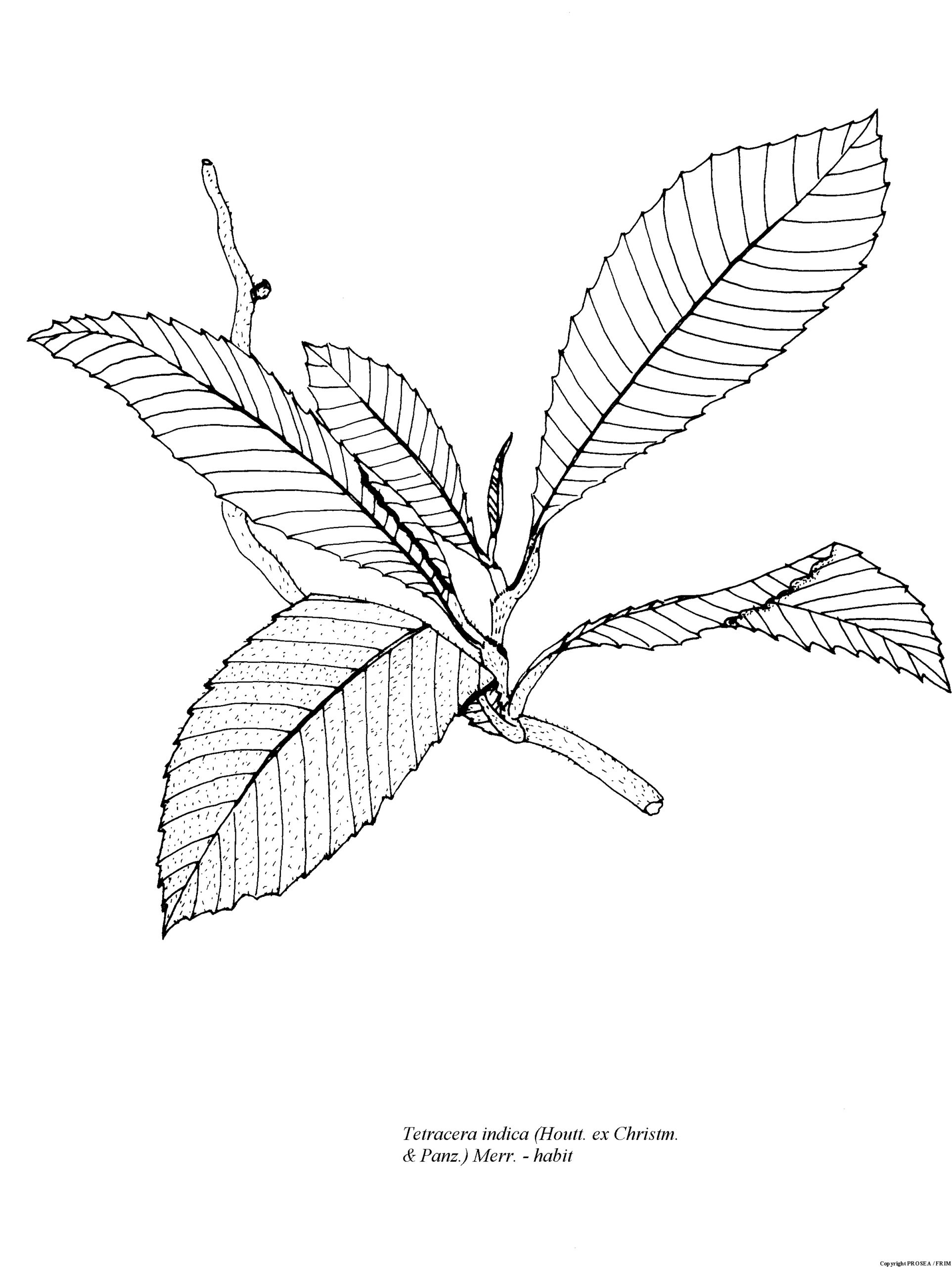 Tetracera_indica