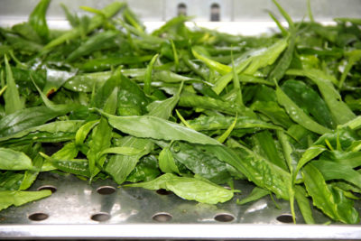 Clinacanthus nutans-06