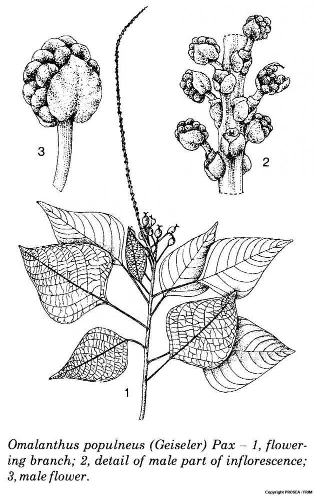 Homalanthus