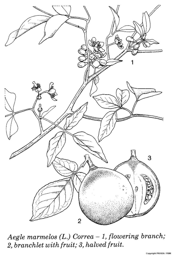 Aegle marmelos deals in kannada