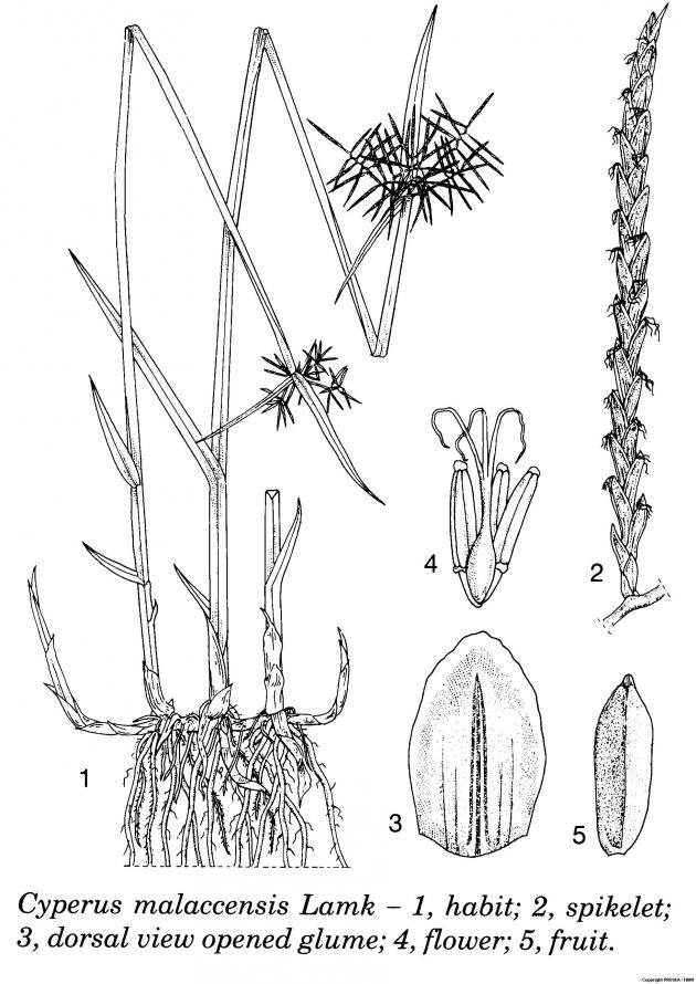 Cyperus malaccensis Lam. - GlobinMed