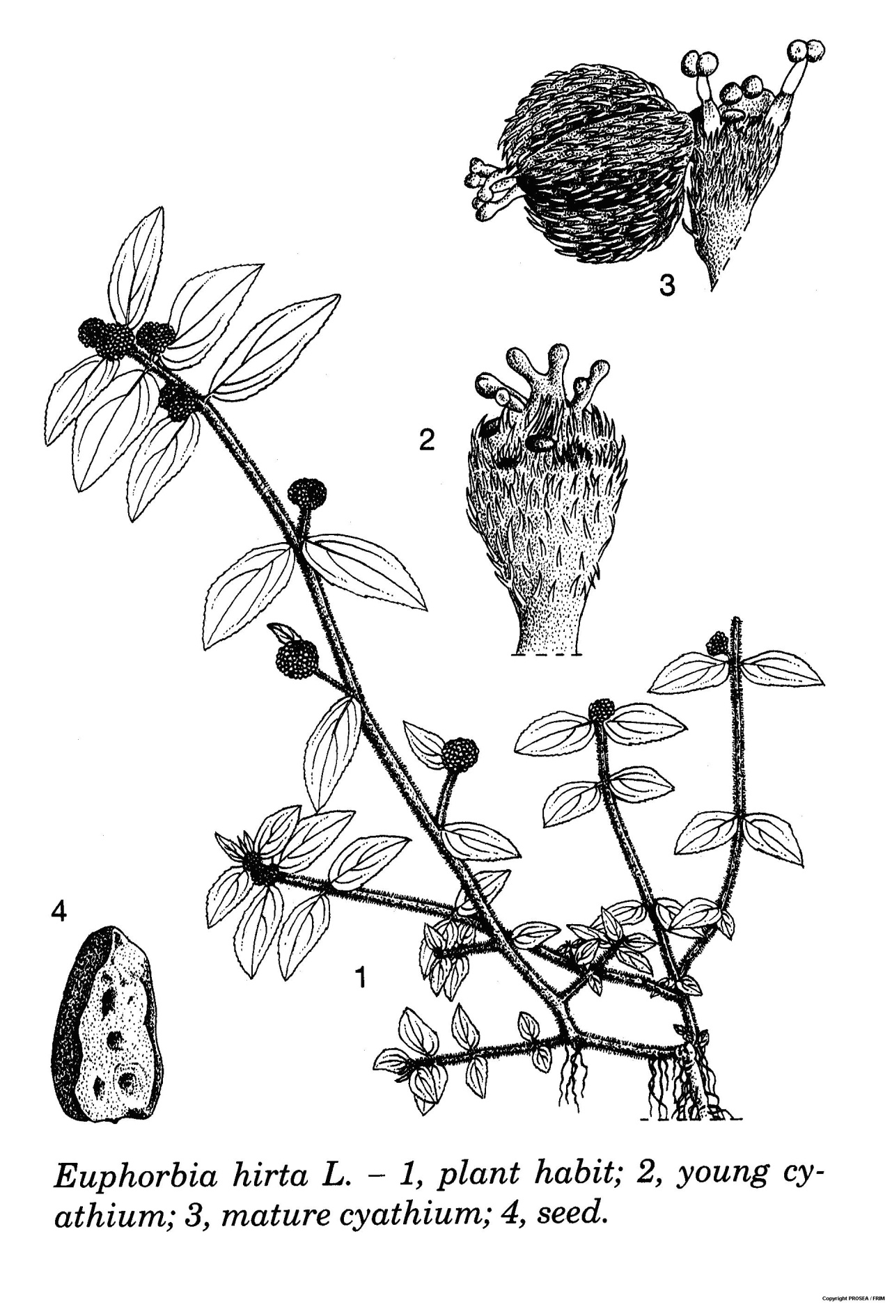 euphorbia flower diagram