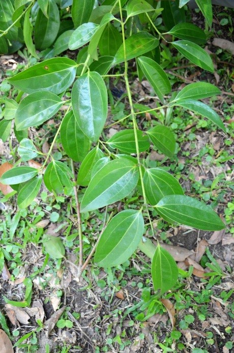 Cinnamomum verum J.S. Presl (Leaves) - GlobinMed