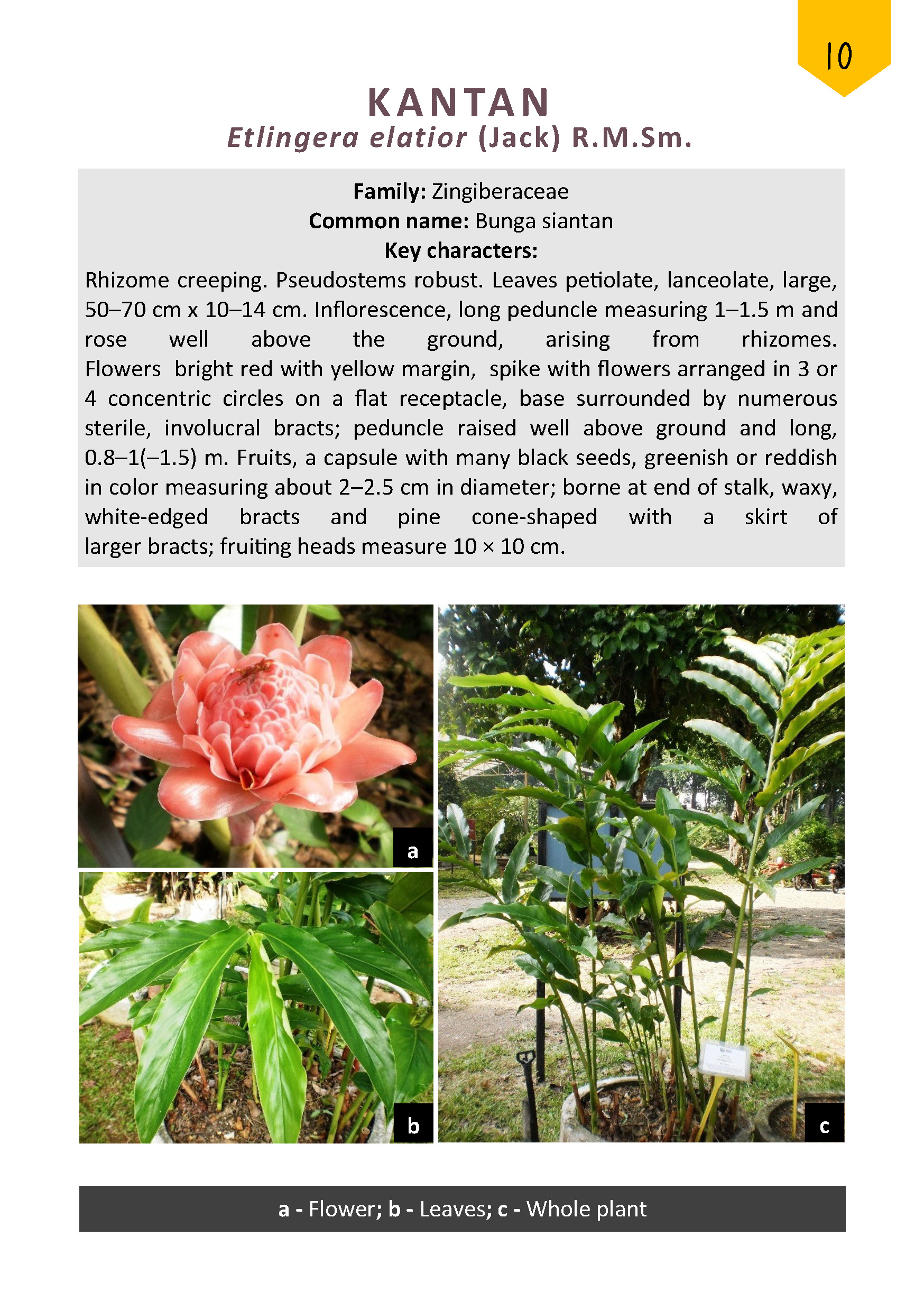 Discovering the wonders of Malaysian Herbal Monograph Plants - GlobinMed